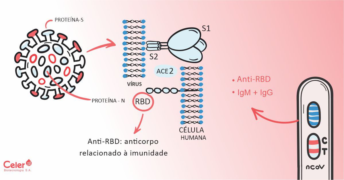 Vantagens do teste de COVID-19 com leitura de anticorpos anti-RBD