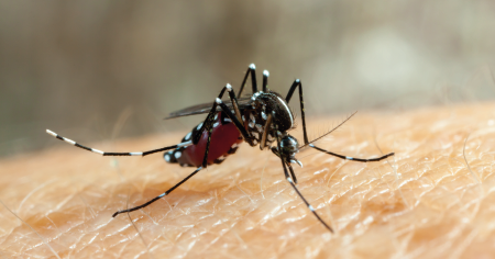 Casos de dengue no verão