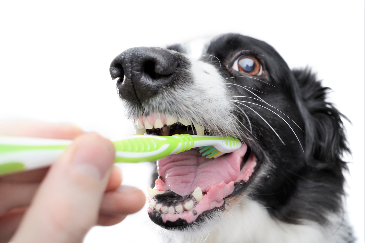 Cuidados dentários para os pets