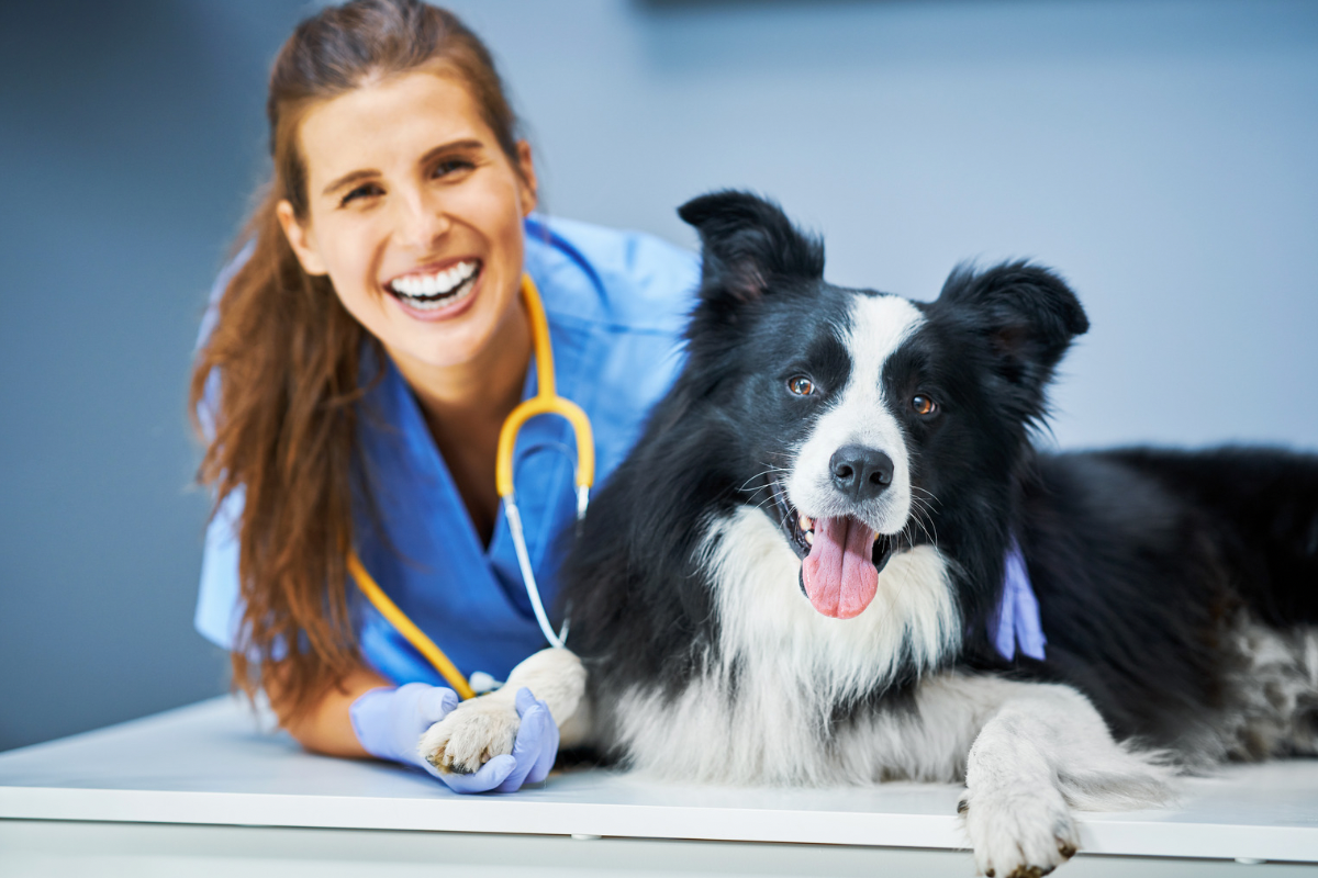 Testes rápidos em medicina veterinária