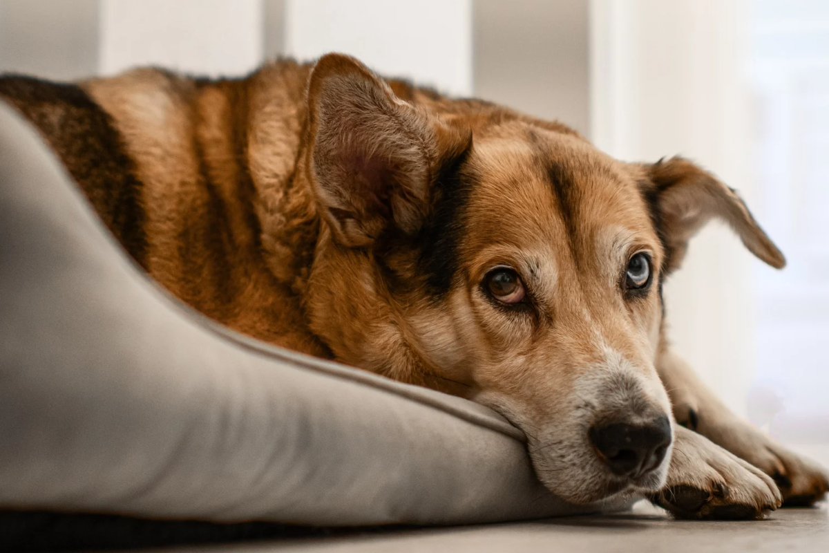 O papel dos testes rápidos na saúde de pets idosos