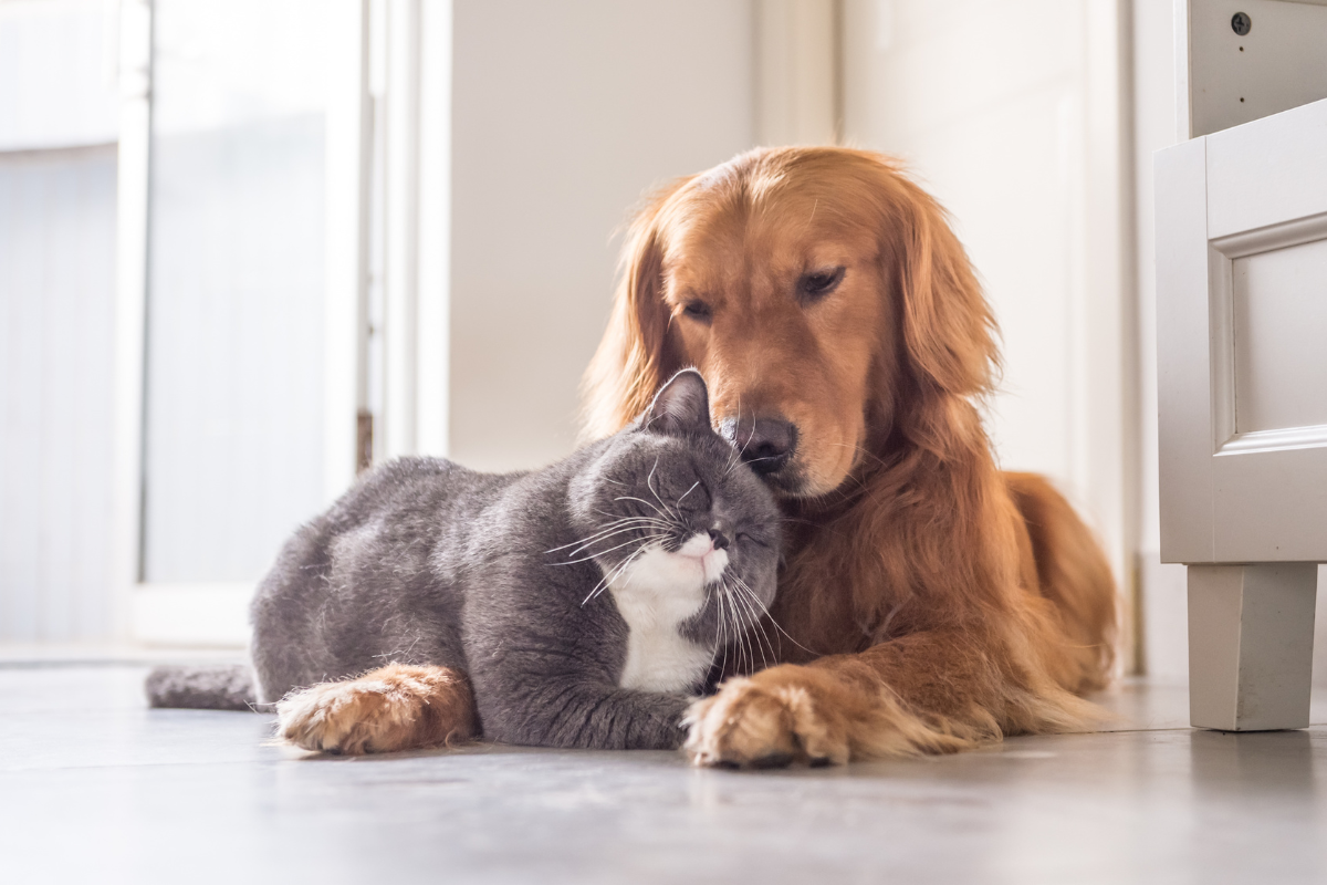 Marcadores inflamatórios em cães e gatos