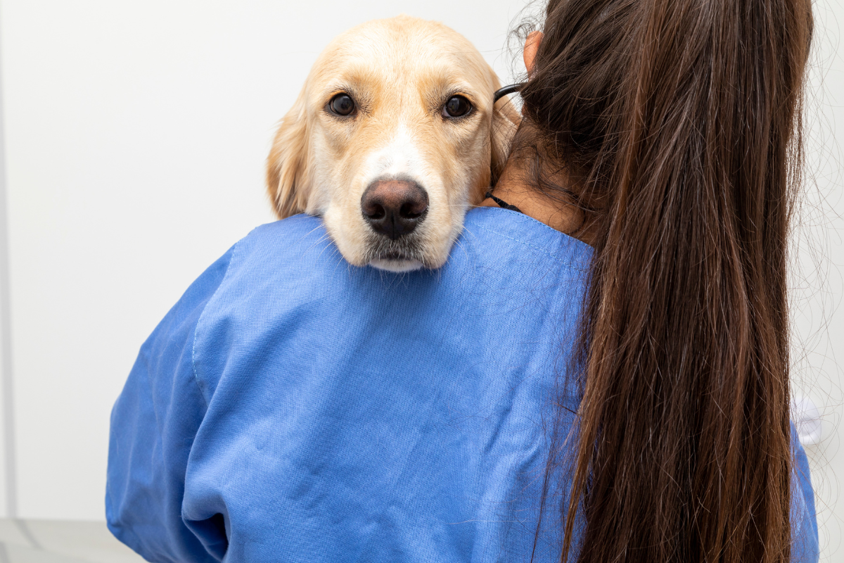 Erro diagnóstico em veterinária como evitar falhas com o uso de POCT imagem
