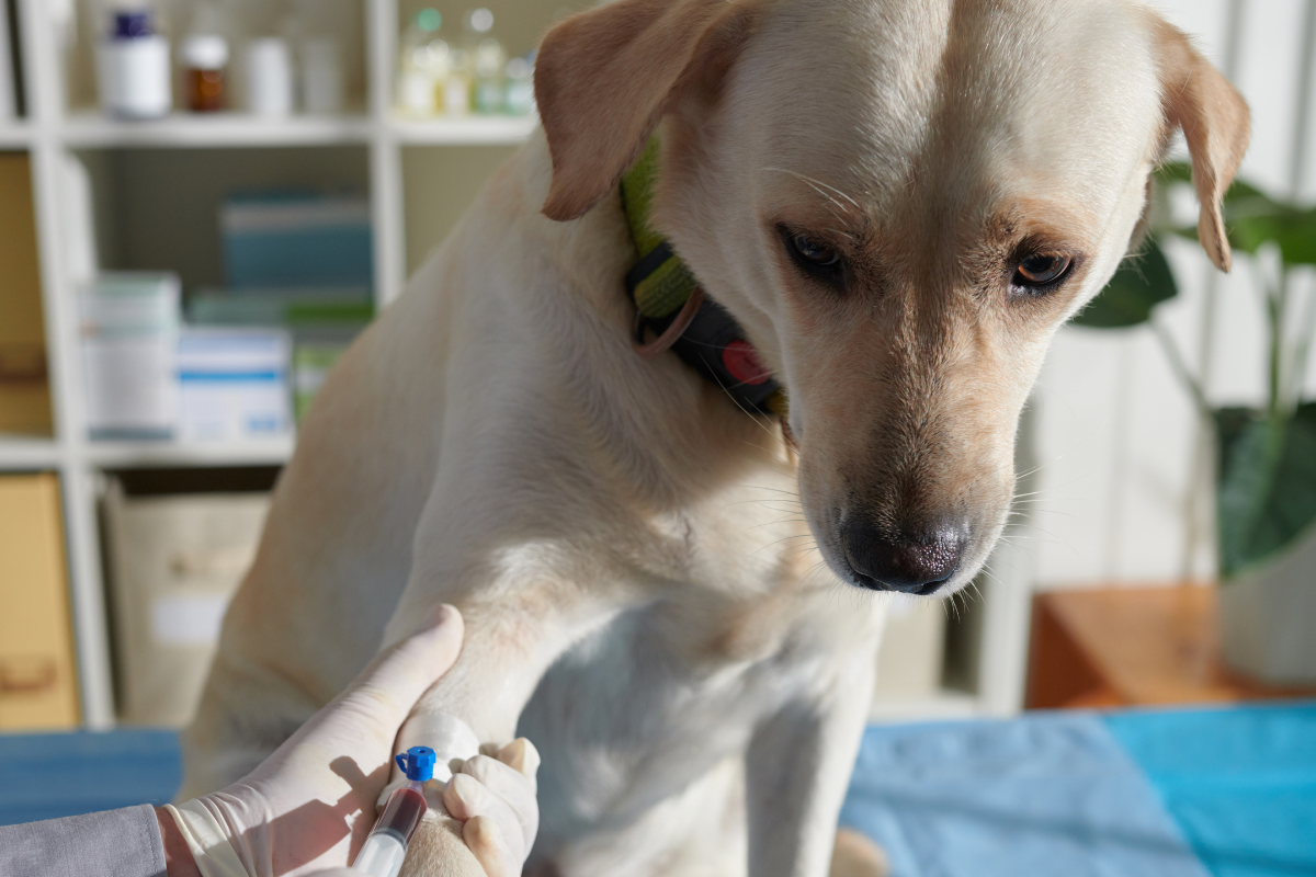Testes rápidos veterinários são o diferencial para atrair, fidelizar e encantar tutores com diagnósticos ágeis e precisos