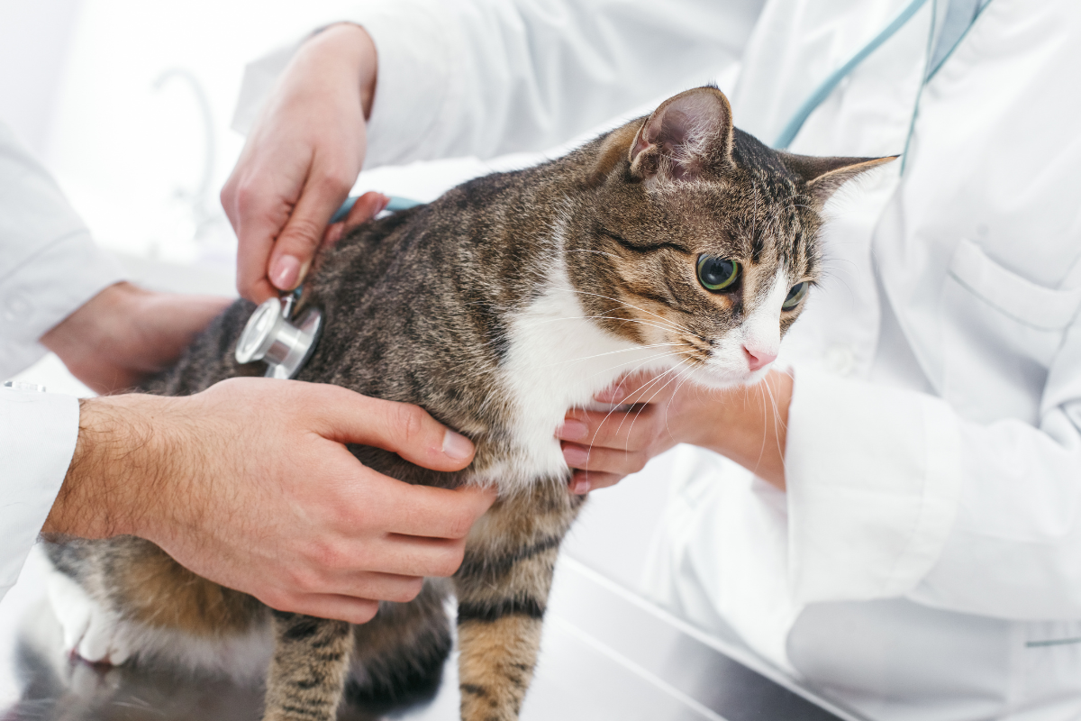 hs-PCR na veterinária