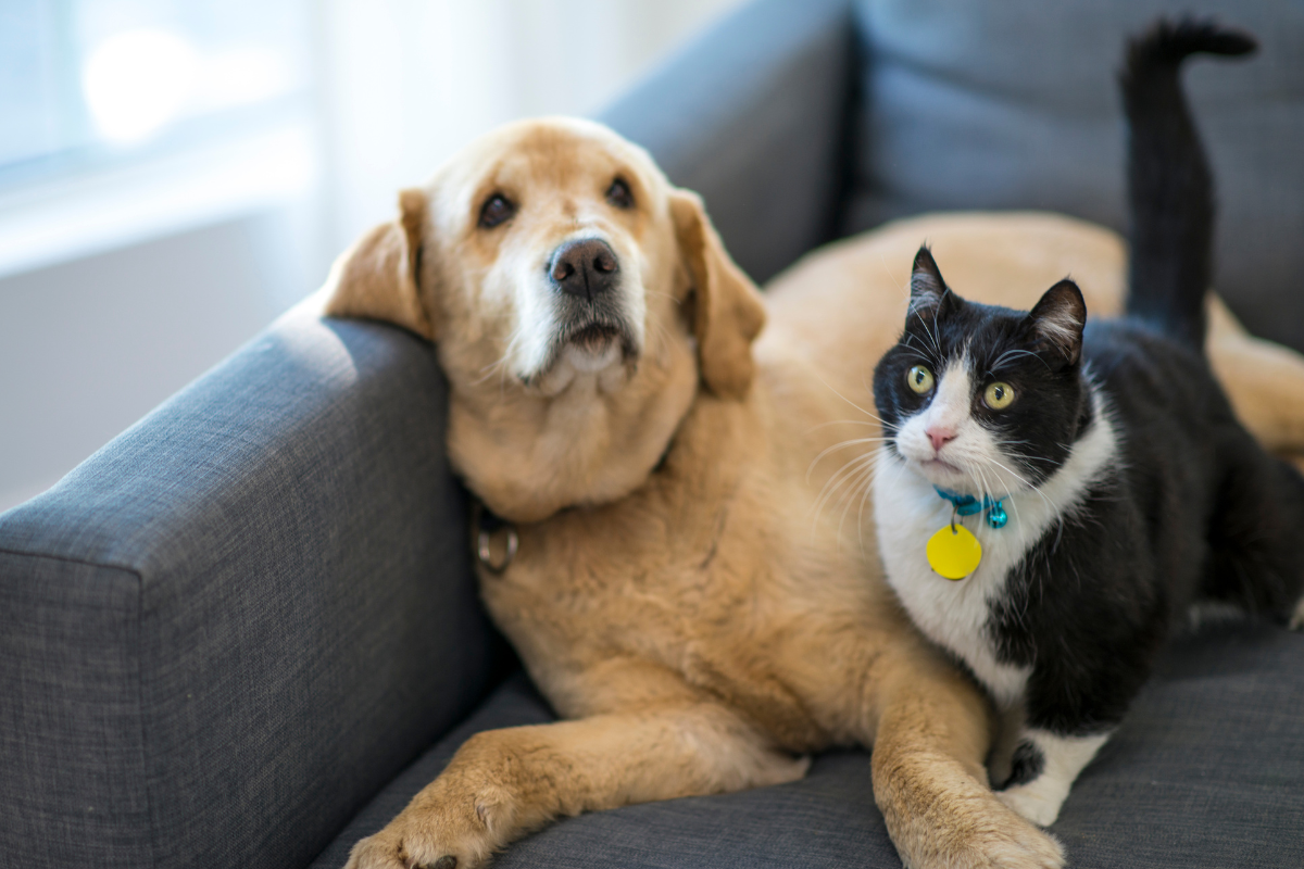 Como o diagnóstico rápido pode acelerar o manejo de doenças respiratórias em animais