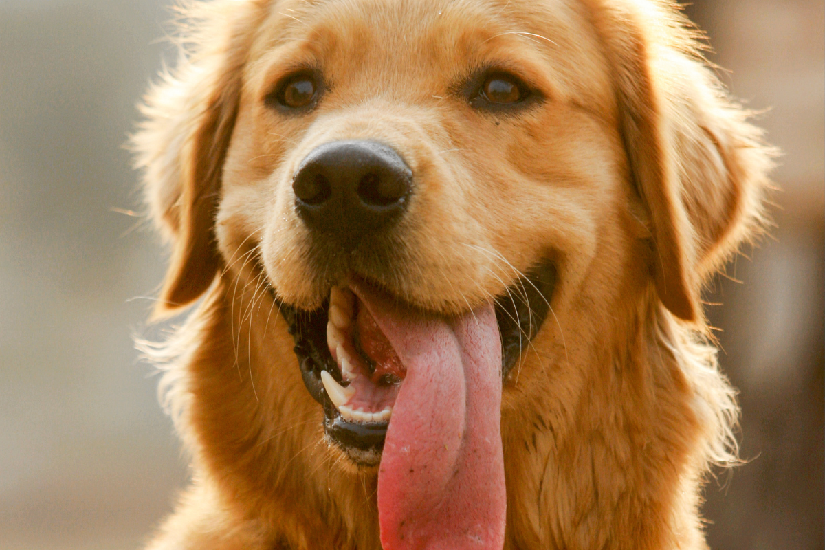 Como a coagulação em animais pode ser monitorada com testes rápidos